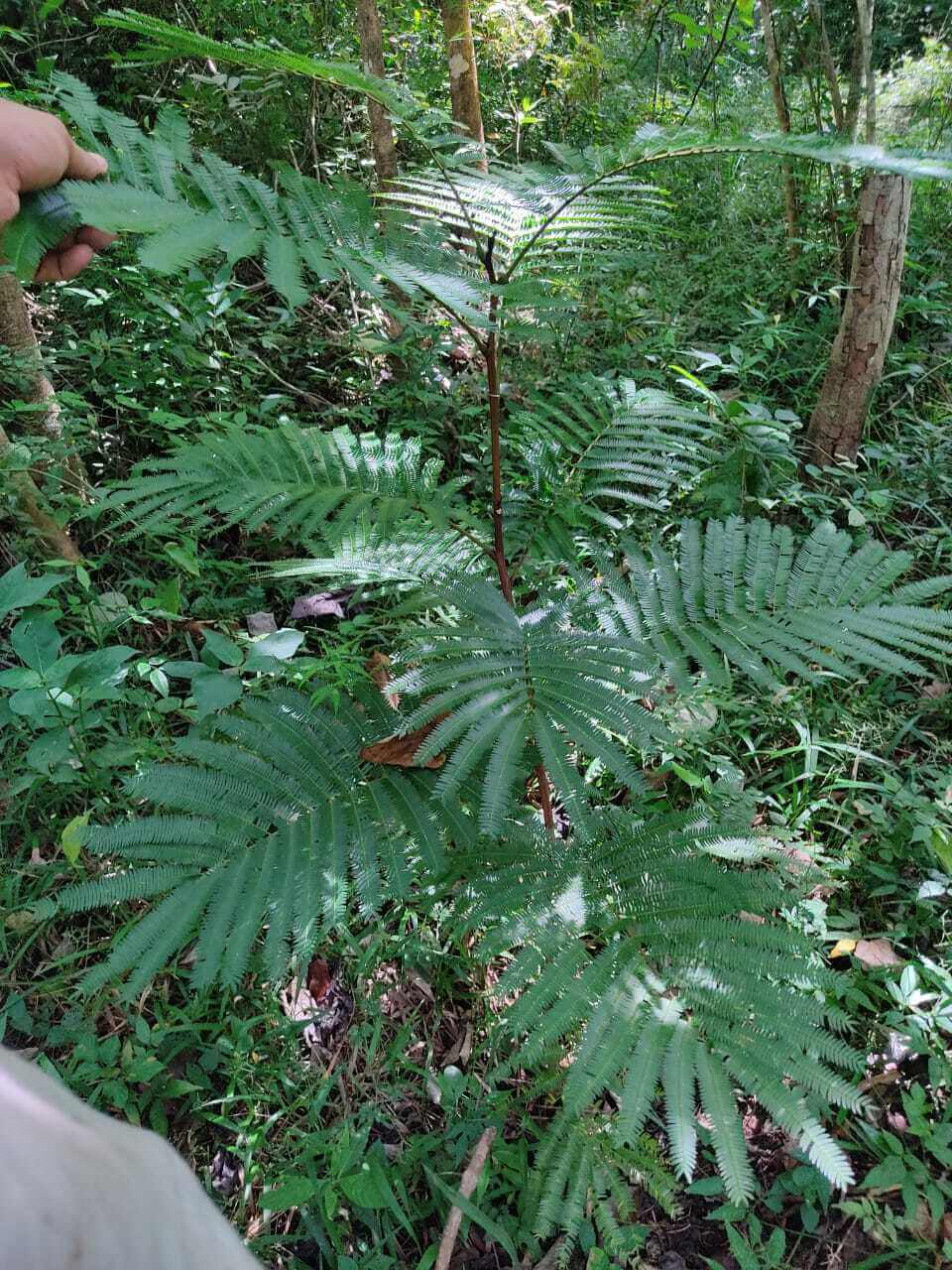 Cojoba arborea